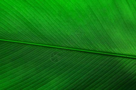 热带树叶质大棕榈图片