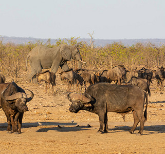 一只非洲大象公牛在南部非洲热带草原一图片