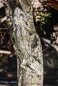 白尾盖科Uroplatatus图片