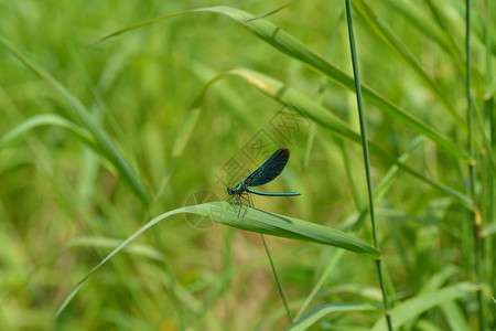 小溪旁绿色的蓝蜻蜓图片