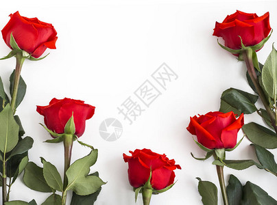 五朵红玫瑰白色背景图片