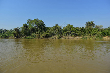 丛林亚马逊环境巴西图片