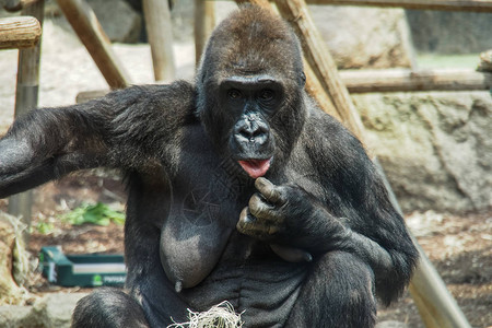大猩是居住在撒哈拉以南非洲中部森林中的陆栖类人猿背景图片