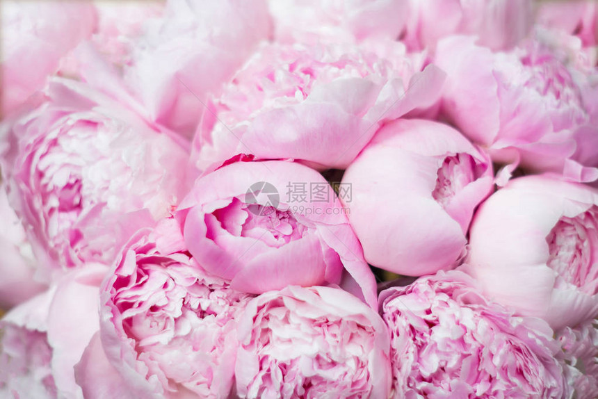 粉红色的牡丹花背景花卉图片