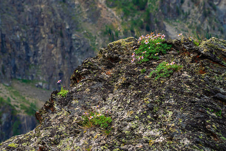 AsterAlpinus生长在石头之间的岩石上令人惊叹的粉红色花朵图片