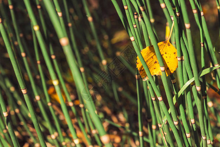落下的泛黄木质叶子卡在马尾草叶片之间桦树秋天的叶子关闭秋天的绿色和黄色背景与木贼在阳光背景图片