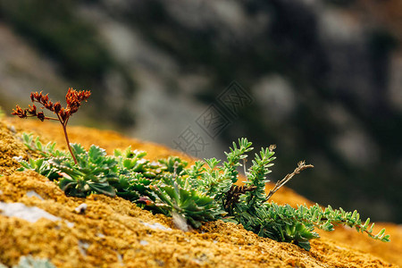 山体表面多肉植物和苔藓的微距摄影图片