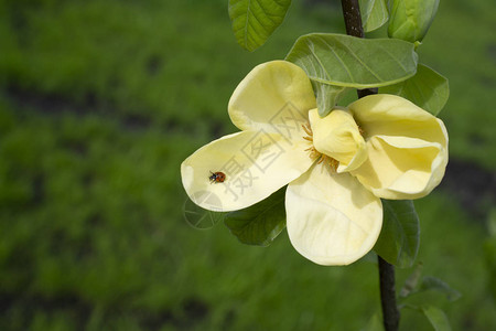 一只大黄花木兰上的昆虫Ladybug在绿叶和绿叶的模图片