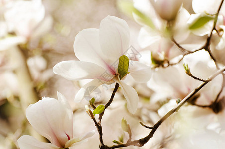 美丽的玉兰树在春天开花柔和的白玉兰花在的映衬下浪图片