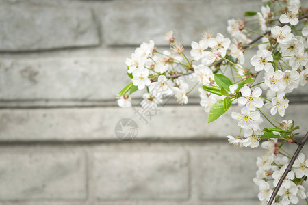 春花白鲜花树枝对着墙壁图片