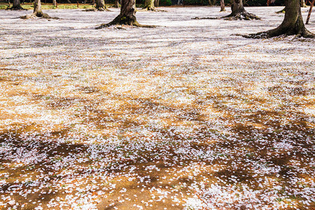 秋樱花瓣在日本福田的Kora图片