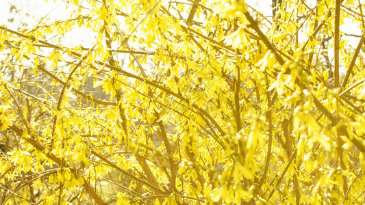 黄色开花的美丽树背景图片