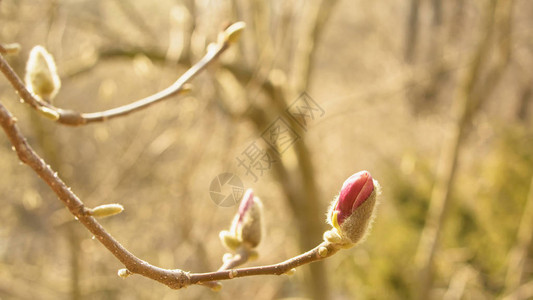 春花园开花图片