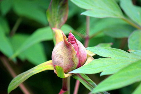 早春郁金香的花蕾图片