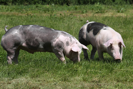 Duroc种猪在牧场的背景图片