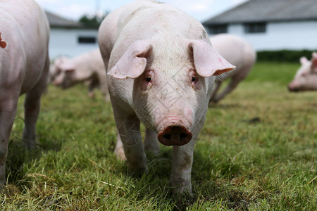 夏天在动物农场村场景中的小猪脸特写养猪场绿色背景图片