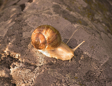 一只大蜗牛淋病慢地爬在一块石上图片