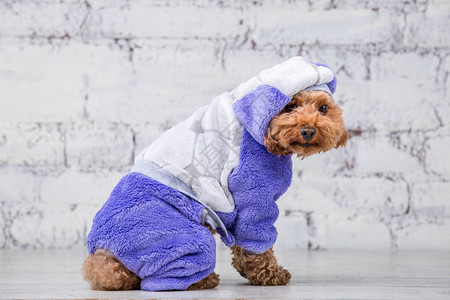 棕色的小滑稽狗与玩具贵宾犬品种的卷发摆在狗的衣服主题配饰和宠物时尚服装时尚的工作服背景图片