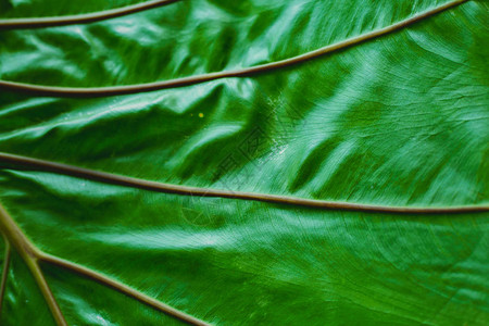 绿色热带叶子的纹理图片