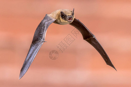 三年以换代修Pipistrelle蝙蝠Pipistrelluspipistrellus在黑暗中在砖墙背景的房子阁楼上飞行该物种以栖息和生活在背景