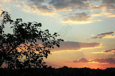 日落的天空美丽的天空云彩树影图片