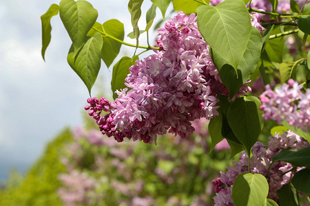 春天小镇公园里盛开的紫丁香图片