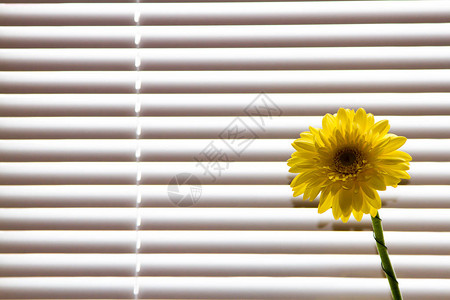 吉贝拉花站在窗台上窗上有百叶窗日图片
