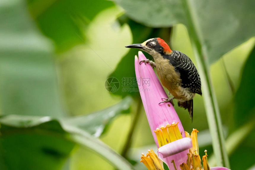黑切木鸟Melanerpespucherani是墨西哥东南部厄瓜多尔南部至西部的图片