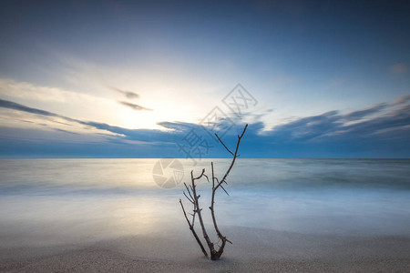 空荡的海滩上孤独的树图片