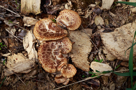 新鲜蘑菇夏天蘑菇室采摘旧树桩和刀子上的蘑菇图片
