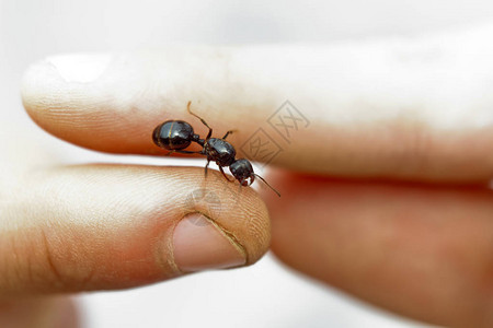 闪亮的大黑蚂蚁子宫颈缝合图片