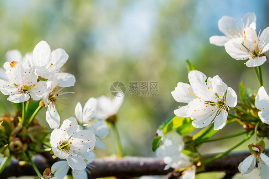 野樱桃花美丽的春天绽放图片