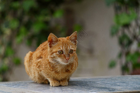 欧洲猫肖像美丽的猫画像可爱的三色猫欧洲短毛猫三色小猫的肖图片