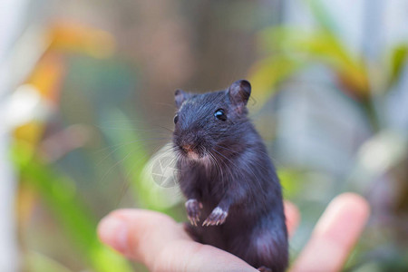 黑鼠的幼鼠坐在一只手上将老鼠留图片素材