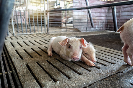 养猪场动物和养猪业的新生猪图片