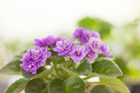 开花期间美丽的紫色罗兰背景图片