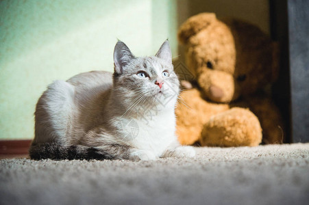 白猫躺在地毯上背面有泰迪熊图片