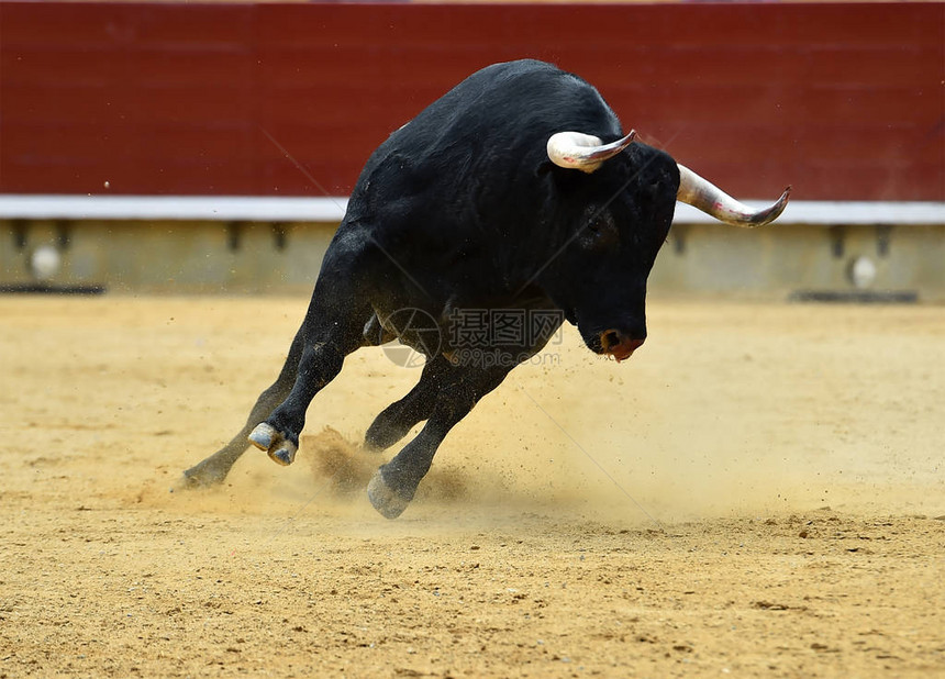 在斗牛场奔跑的西班牙公牛