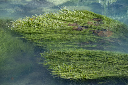 河中绿草随水漂流的细节背景图片