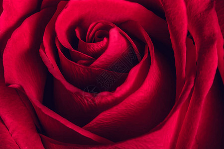 美丽的红玫瑰特写图片
