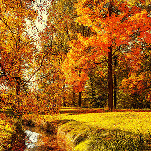 秋天秋天的场景红色和黄色枫叶树木和草图片