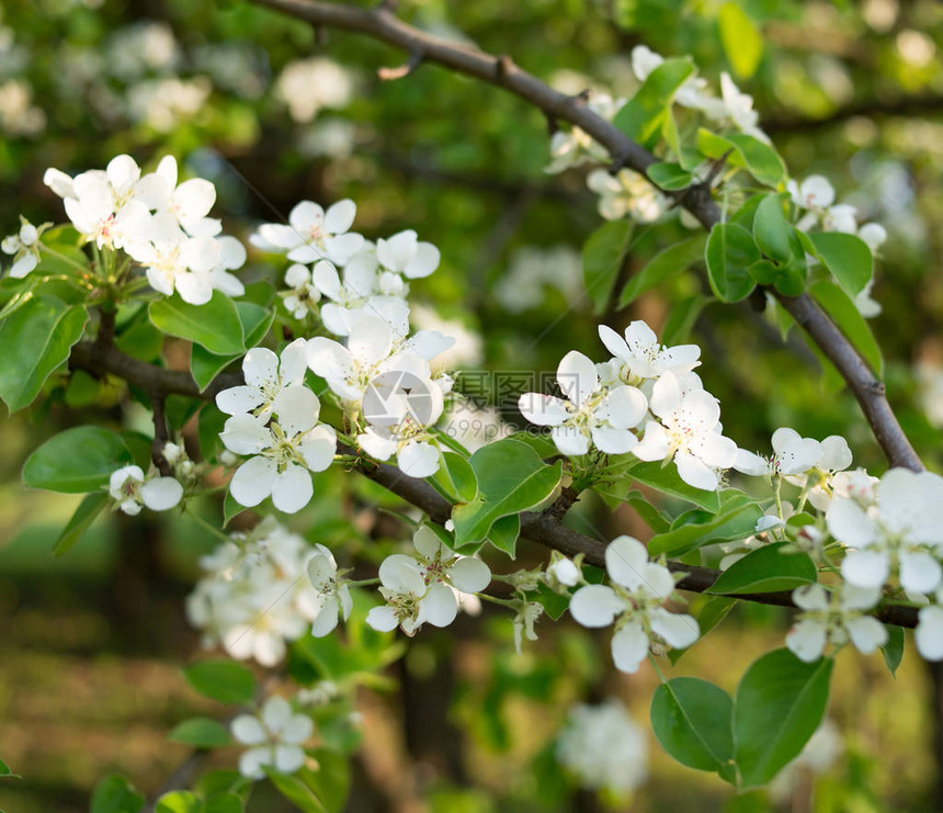 苹果树开花关闭春天图片