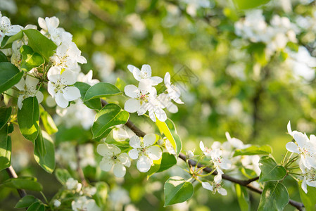 苹果树开花关闭春天图片