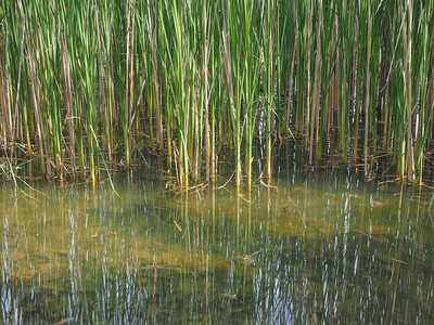 湿地回水池塘倒映水生植物图片