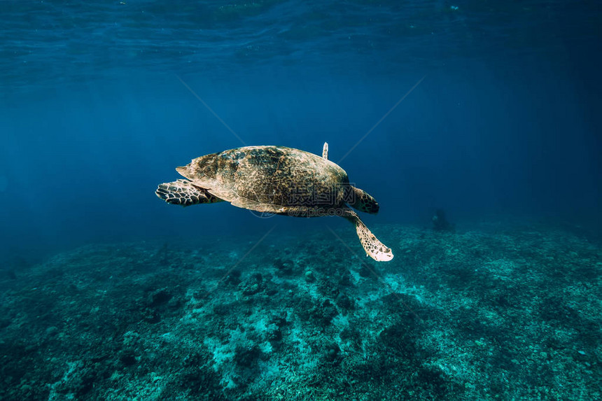 与动物的水下野生动物漂浮在蓝色海洋中的海龟图片