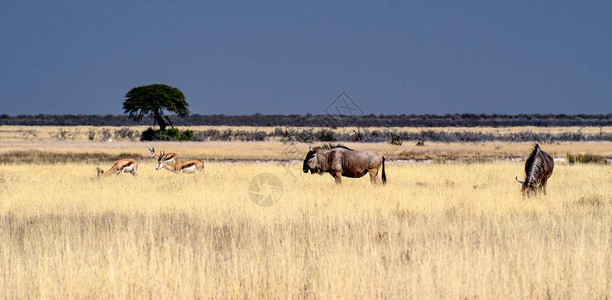 非洲纳米比亚Etosha公园Springbok图片