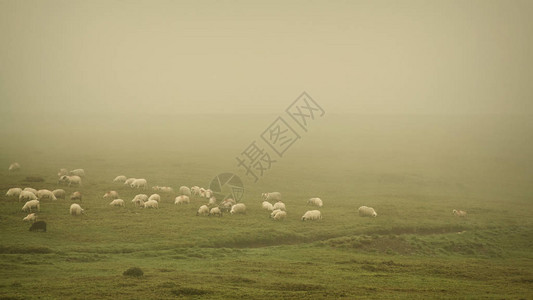 高山放牧雾蒙的羊群图片