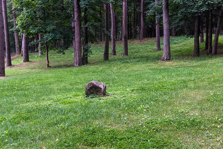 立陶宛Druskinkai市公园绿草坪上图片