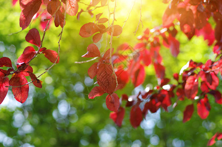 春天的红叶和阳光图片