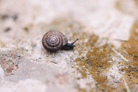 一只小黑褐蜗牛图片